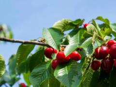 Как вырастить вишню из косточки: простая инструкция