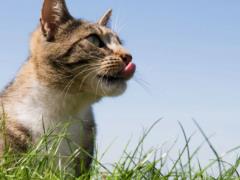 Почему коты и собаки едят траву: есть научное объяснение