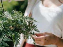 Как вырастить пышный папоротник дома: секреты подпитки