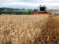 В Украине прогнозируют снижение урожая основных культур