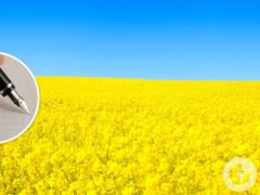 День украинской письменности и языка: что это за праздник и когда отмечают