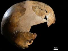Ученые нашли древнейшие доказательства скрещивания Homo sapiens и неандертальцев