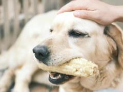 Никогда не кормите этим собак! Популярный летний продукт может быть опасным для вашего любимца
