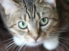 Какое комнатное растение нельзя держать дома, если у вас есть кот: оно смертельно опасно
