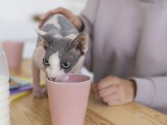 Действительно ли надо давать котам молоко: развенчиваем миф