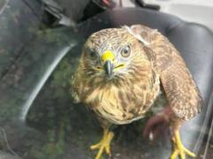 На Донбассе украинские военные спасли ястреба со сломанным крылом.