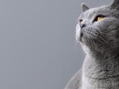 Почему коты не реагируют на зов: объясняет эксперт