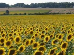 Переработка подсолнечника в Украине снизилась до трехлетнего минимума