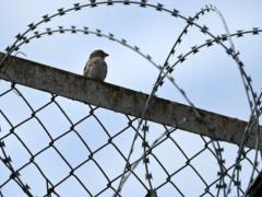Россия в вихре репрессий: власть пожирает своих