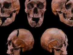 Археологи раскрыли 700-летнюю тайну убийства венгерского герцога