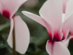 Идеальный для зимы: как правильно ухаживать за цикламеном