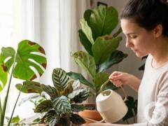 Если листья становятся коричневыми: как спасти комнатные растения