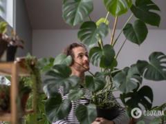 Чтобы росла в ширину, а не вверх: хитрости для ухода за монстерой