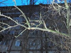 Известны детали гибели 19-летней в заблокированной квартире Николаева