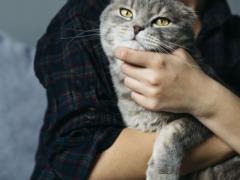 Почему коты не любят, когда их держат на руках: шесть подтвержденных причин