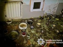 Гибель более 50 кошек на Киевщине: стали известны новые детали