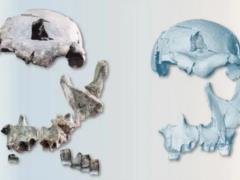 Меняет представление об эволюции людей: ученые реконструировали лицо Homo erectus