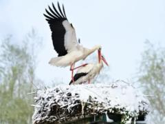A stork with an 80-centimeter spear in its neck flew more than 3,000 km - and it changed our understanding of migration