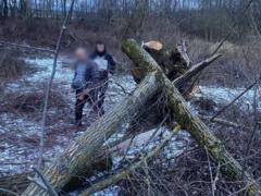 Дерево упало на восьмилетнюю девочку в Закарпатье: она скончалась до приезда врачей