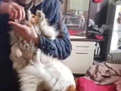 Во Львовской области мужчина насильно заставил собак пить алкоголь