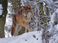 Гороскоп для всех знаков зодиака на выходные 17-18 января 2026 года