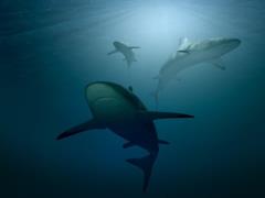 Акула напала на мальчика возле Сиднея: ребенка с травмами госпитализировали
