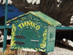When spring will come to Ukraine: Timka the groundhog gave a forecast