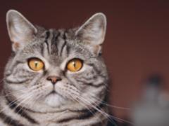 Как понять, что кот пытается вас защитить: пять признаков
