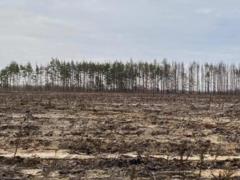 В Украине раскрыли схемы незаконных вырубок на 18 млн