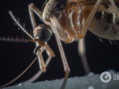 На Львовщине у двух женщин обнаружили малярию после отдыха на Занзибаре: какие симптомы болезни