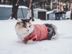 Самые холодные ночи: какой будет погода на выходных
