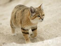 Лают как собаки: где живут уникальные барханные коты