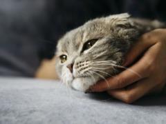 Совсем не счастье: что на самом деле означает мурлыканье котов