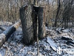 На Волыни незаконно вырубили деревьев на сумму более 5 млн