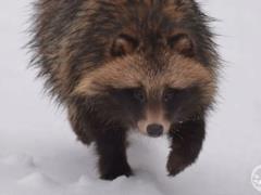 A sign of the approach of spring or the influence of war: the raccoon dog woke up earlier than usual