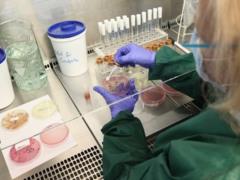Учёные создали бактерии, способные  съедать  раковые опухоли