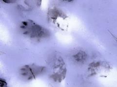 В Одесской области обнаружили следы редкого краснокнижного животного
