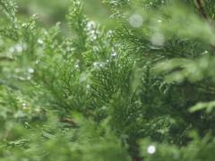 Как спасти туи, которые потеряли цвет после зимы: чем можно подкормить
