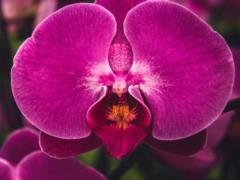 Как понять, что орхидею пора пересадить: очевидные признаки