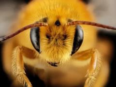 Королевы шмелей могут выживать под водой до недели — исследования