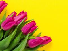 Как сохранить тюльпаны свежими более 7 дней: секрет голландских флористов