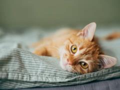 Почему коты всегда падают на лапы: ученые нашли еще одно объяснение