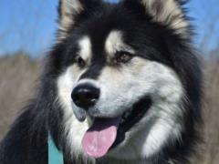 Любительница собак назвала непредсказуемую породу, которую не стоит заводить
