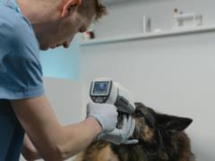 Назван безобидный симптом у домашних животных, который может быть признаком их близкого конца