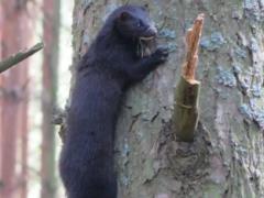 Ныряет на 6 метров и преодолевает 25 км за ночь: в Чернобыльском заповеднике зафиксировали ловкого хищника
