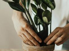 Грунт для комнатных цветов может испортиться: как долго он служит