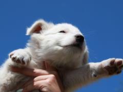 Что нужно сделать, когда вы взяли щенка: 9 неотложных действий