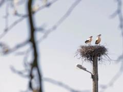 Война меняет маршруты миллионов птиц, но некоторые из них все равно возвращаются в Украину: почему так