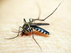  Вкуснее  кровь? Почему комары выбирают одних людей и обходят других