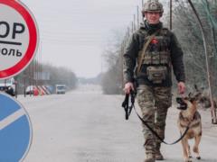 ИИ их не заменит: служебные собаки Нацполиции помогли раскрыть более 48 тысяч преступлений